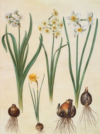 Narcissus Tazetta by Johannes Simon Holtzbecher
